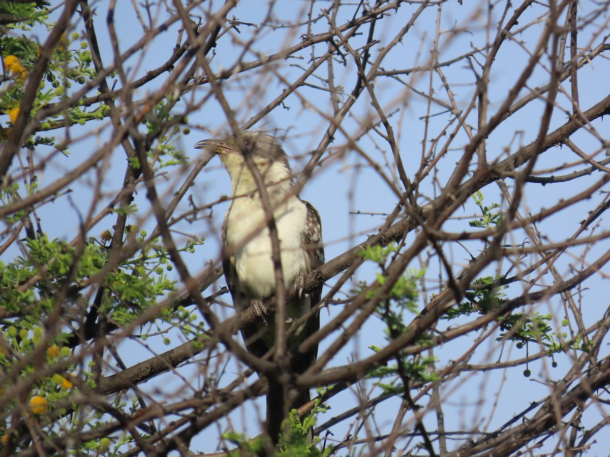 Great Spotted Cuckoo - ML646635354