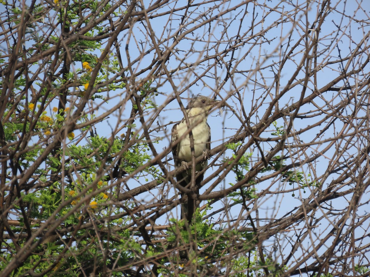Great Spotted Cuckoo - ML646635355