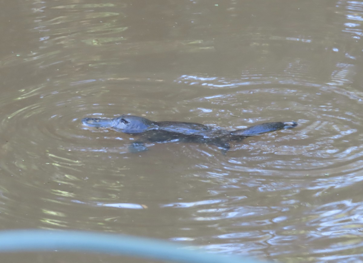 Mammals - ML646635356