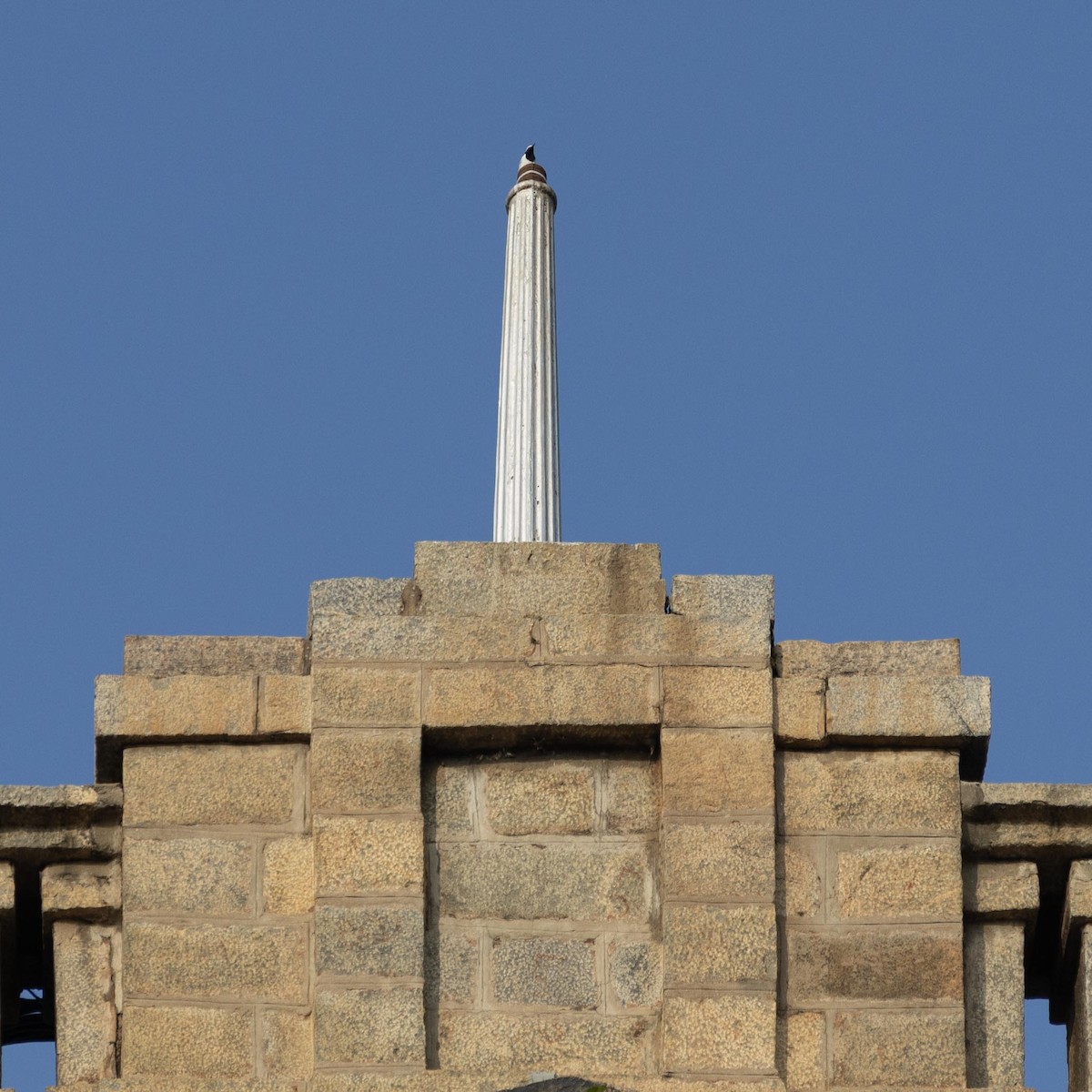 White-browed Wagtail - ML646635357