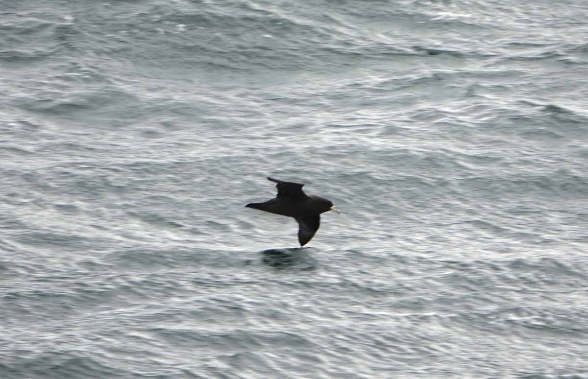White-chinned Petrel - ML646635358