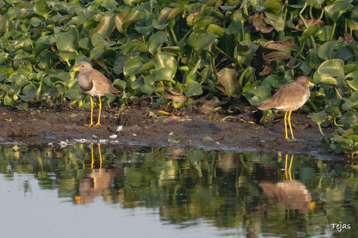 Чайка сіра - ML646635362