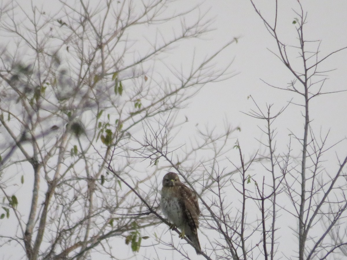 Red-shouldered Hawk - ML646635363