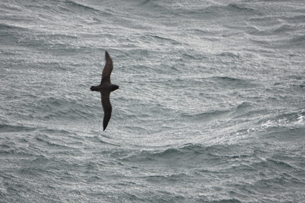 White-chinned Petrel - ML646635364