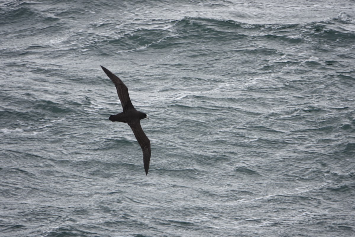 White-chinned Petrel - ML646635367