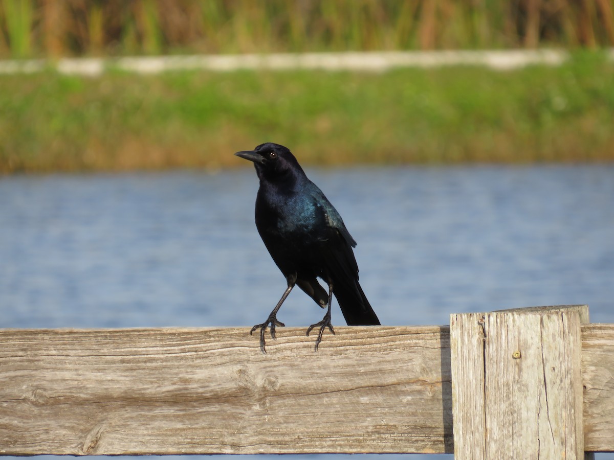 Boat-tailed Grackle - ML646635378
