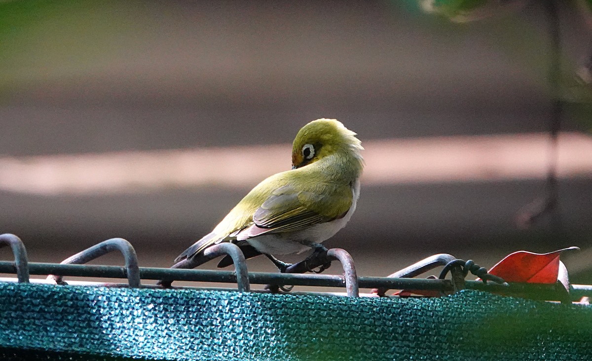 Ashy-bellied White-eye - ML646635379