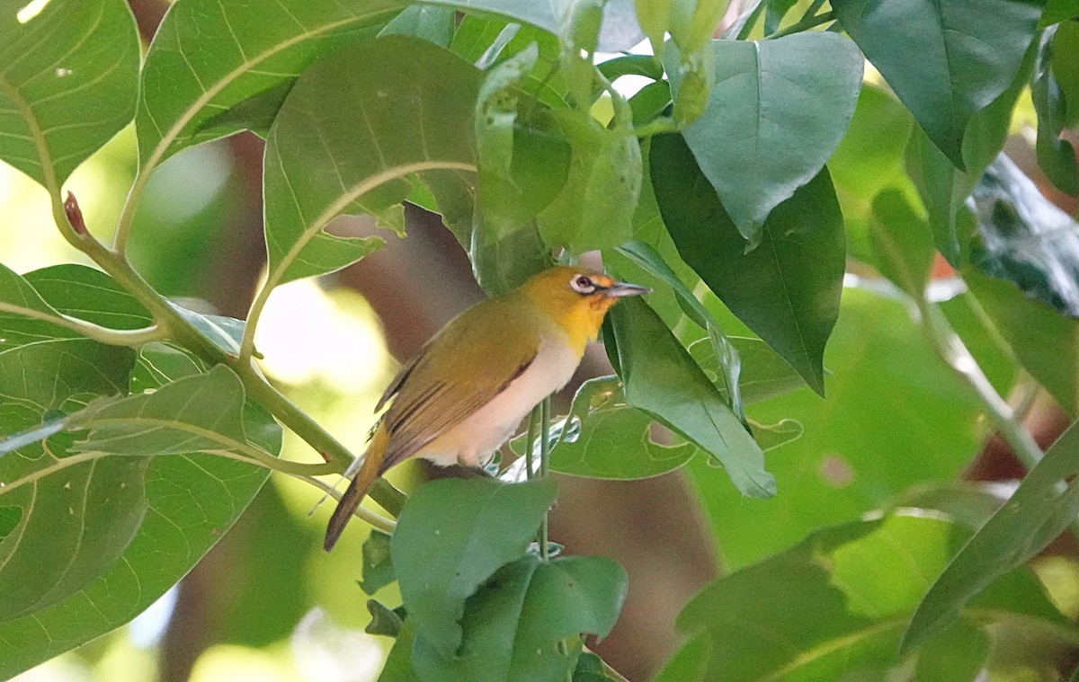Ashy-bellied White-eye - ML646635380