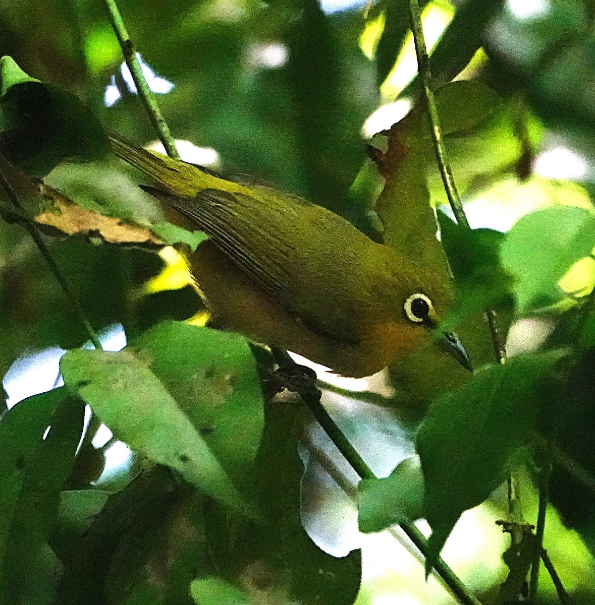 Ashy-bellied White-eye - ML646635381