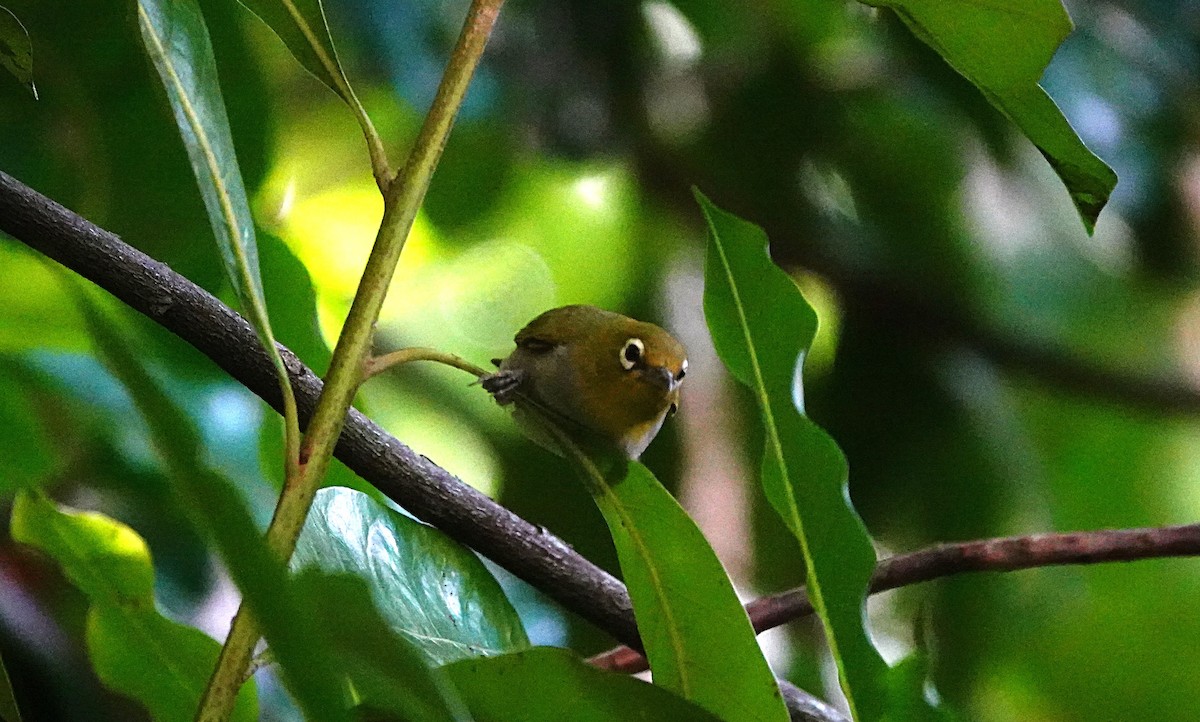 Ashy-bellied White-eye - ML646635382