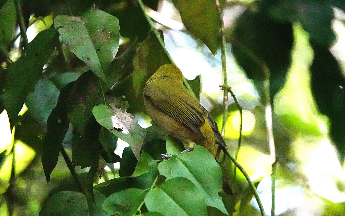 Ashy-bellied White-eye - ML646635383