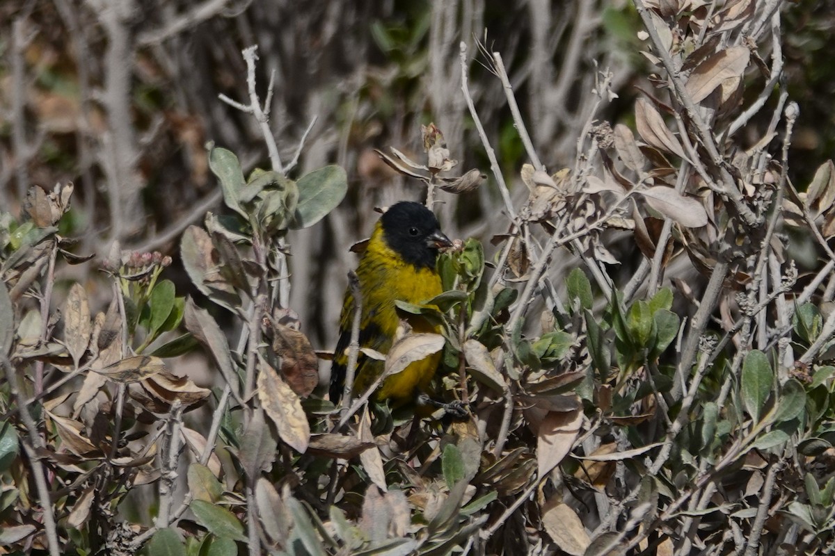 Hooded Siskin - ML646635384