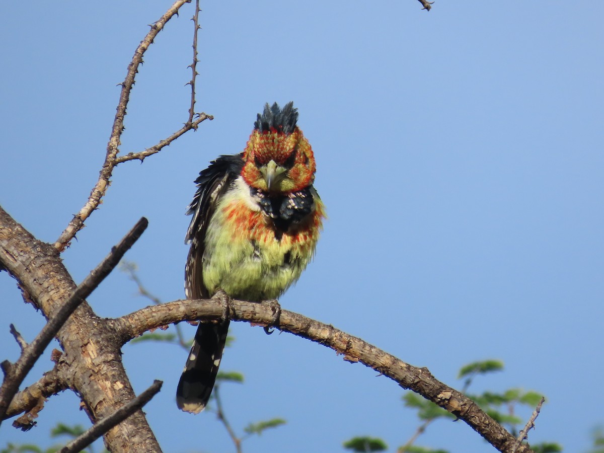 Crested Barbet - ML646635386