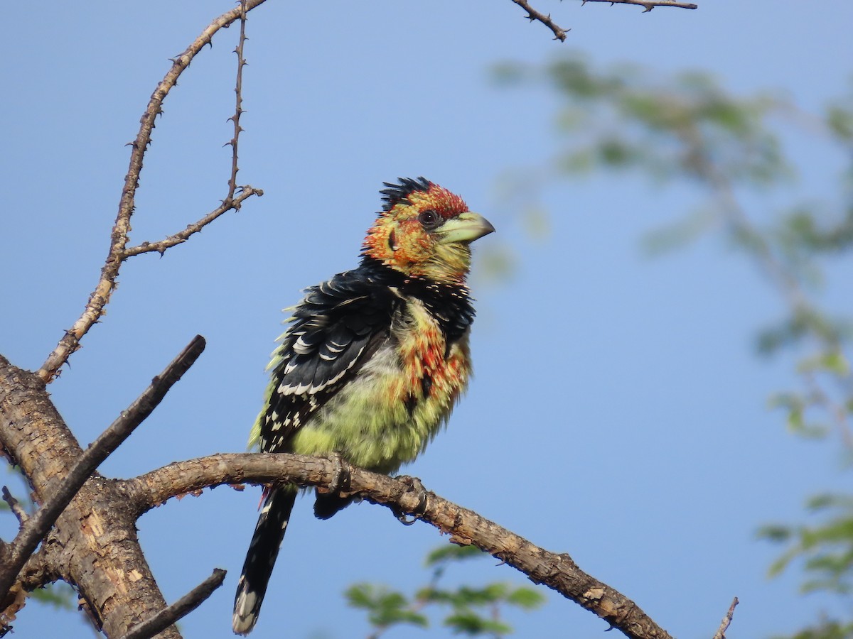 Crested Barbet - ML646635387