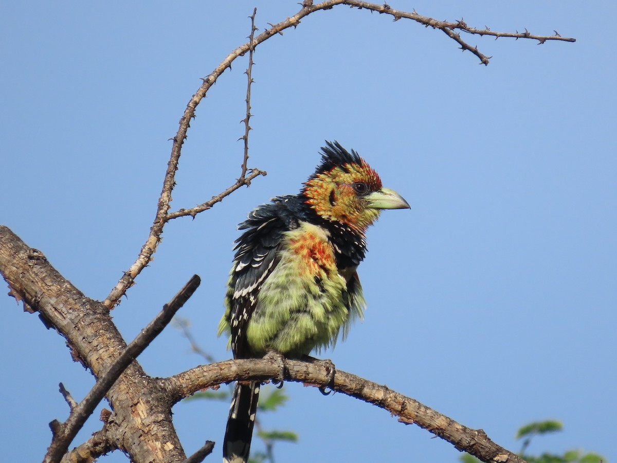 Crested Barbet - ML646635388