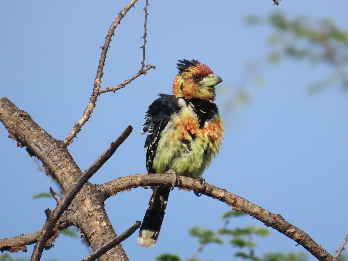 Crested Barbet - ML646635389