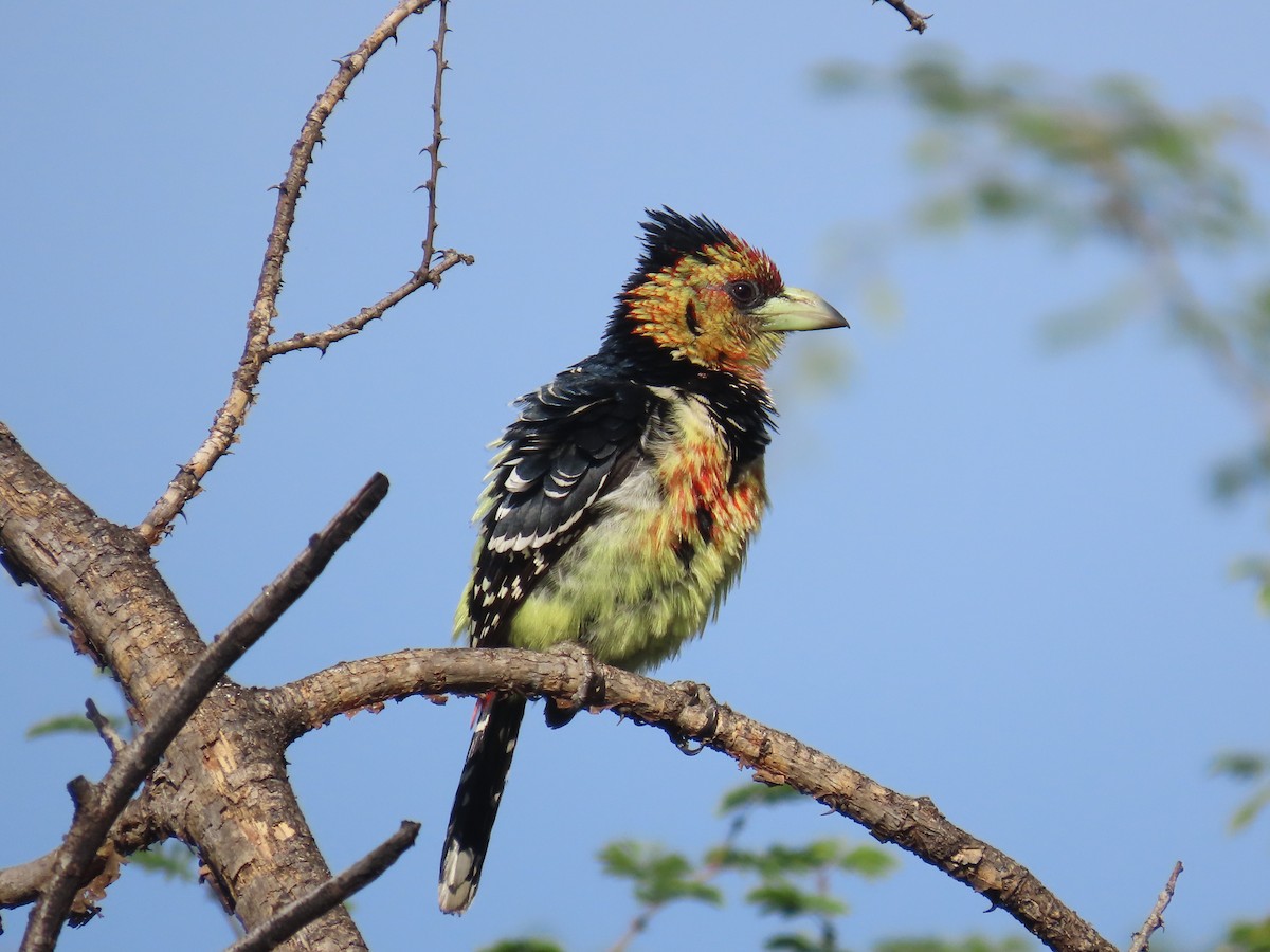 Crested Barbet - ML646635390