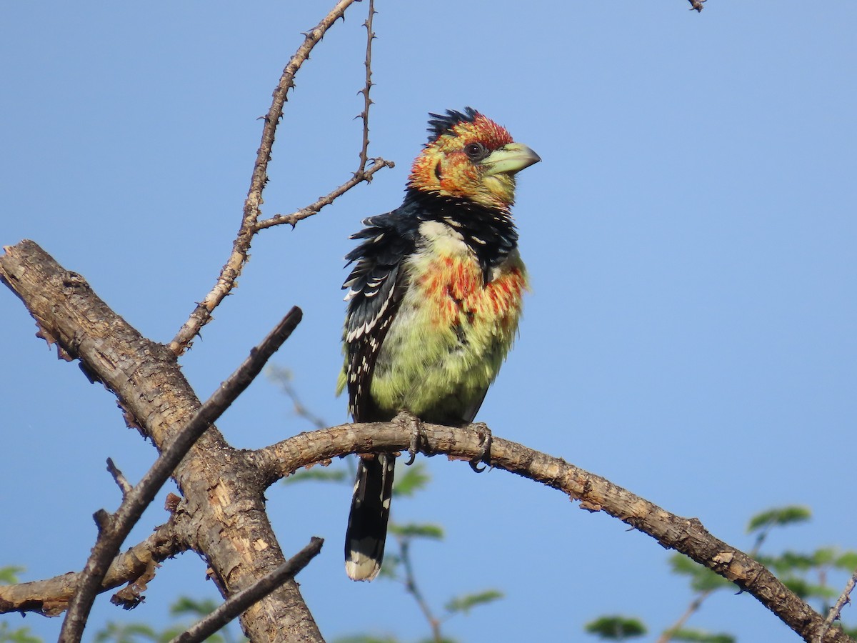 Crested Barbet - ML646635391
