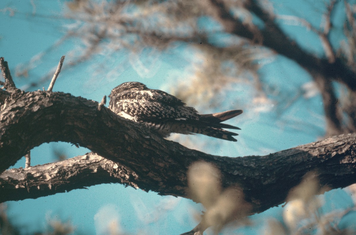 Виргинский сумеречник - ML646635393