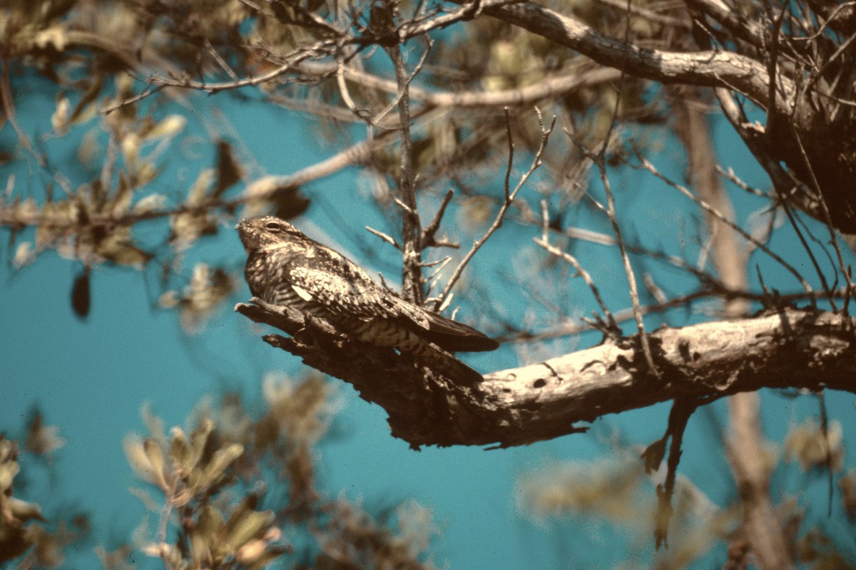 Виргинский сумеречник - ML646635394