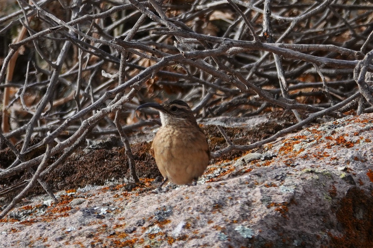 White-throated Earthcreeper - ML646635396