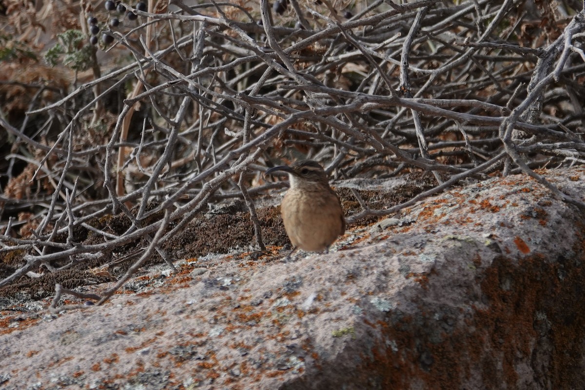 White-throated Earthcreeper - ML646635397
