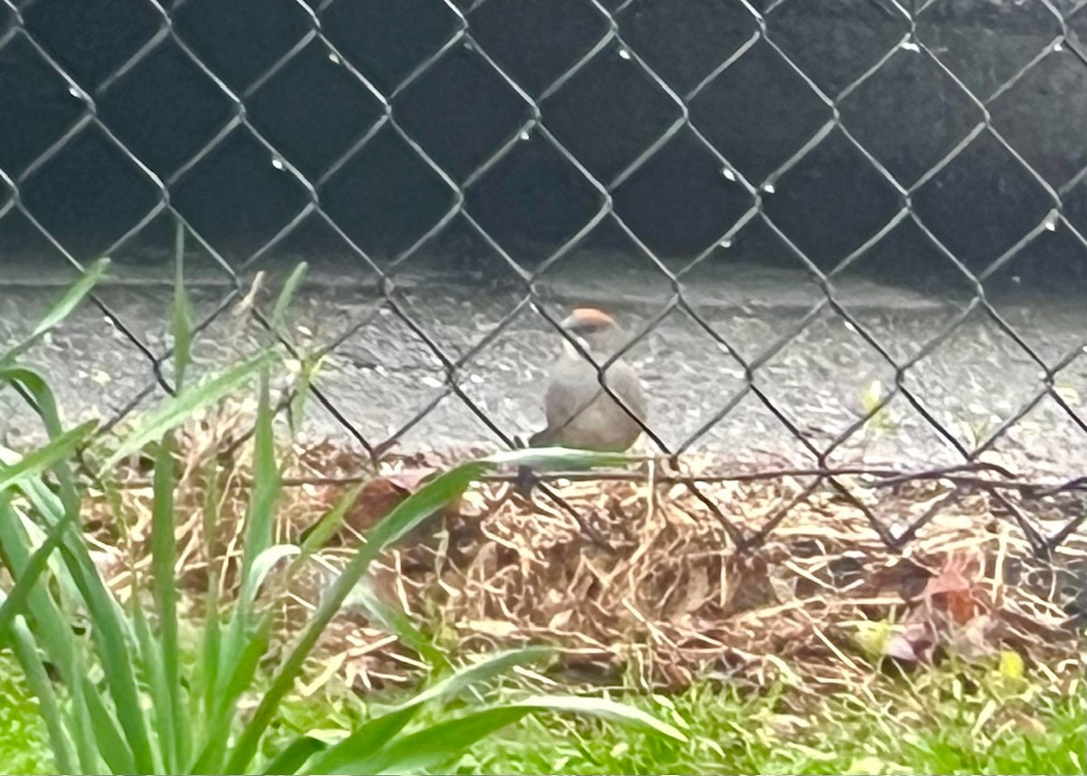 Green-tailed Towhee - ML646635399