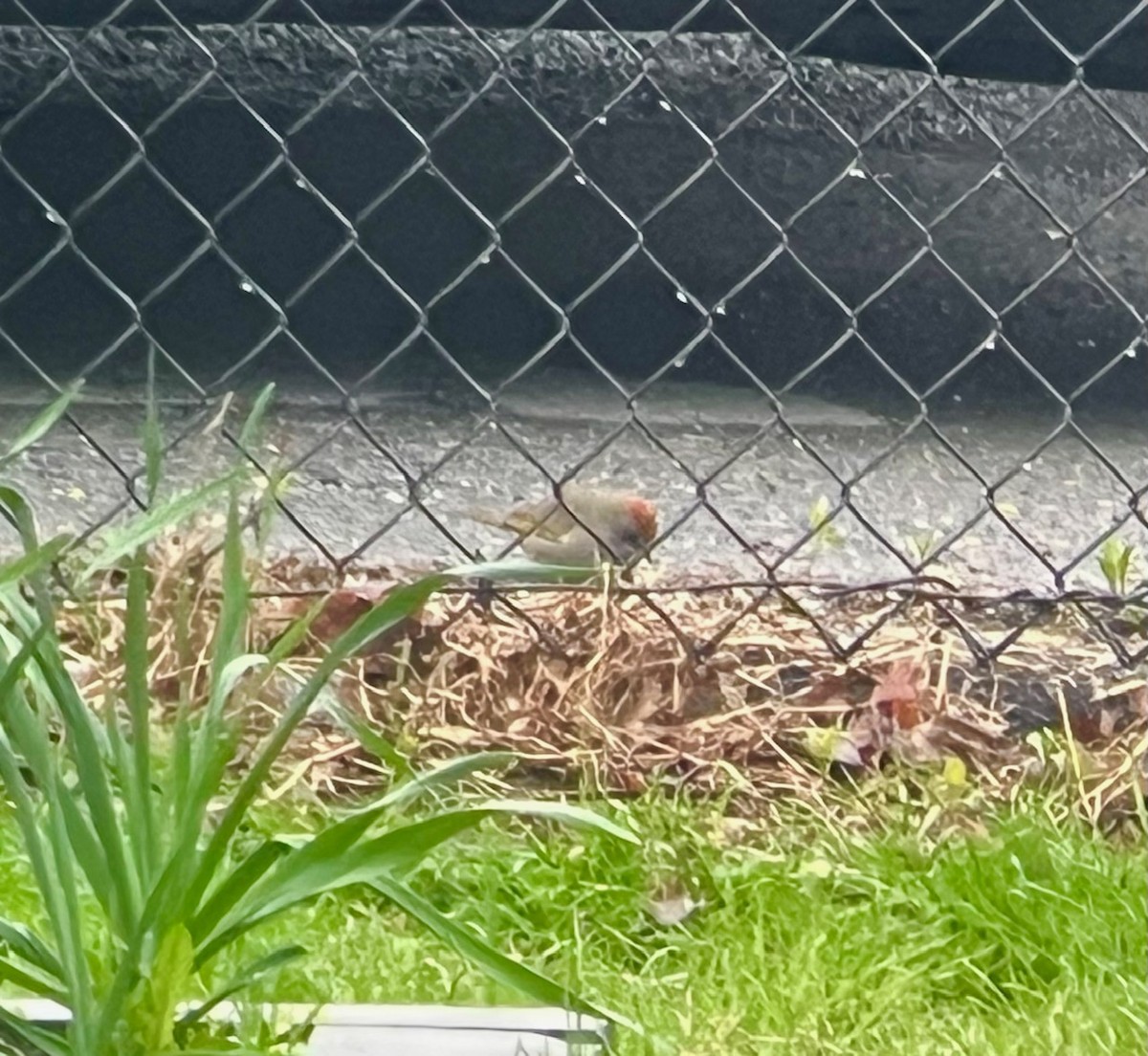 Green-tailed Towhee - ML646635400
