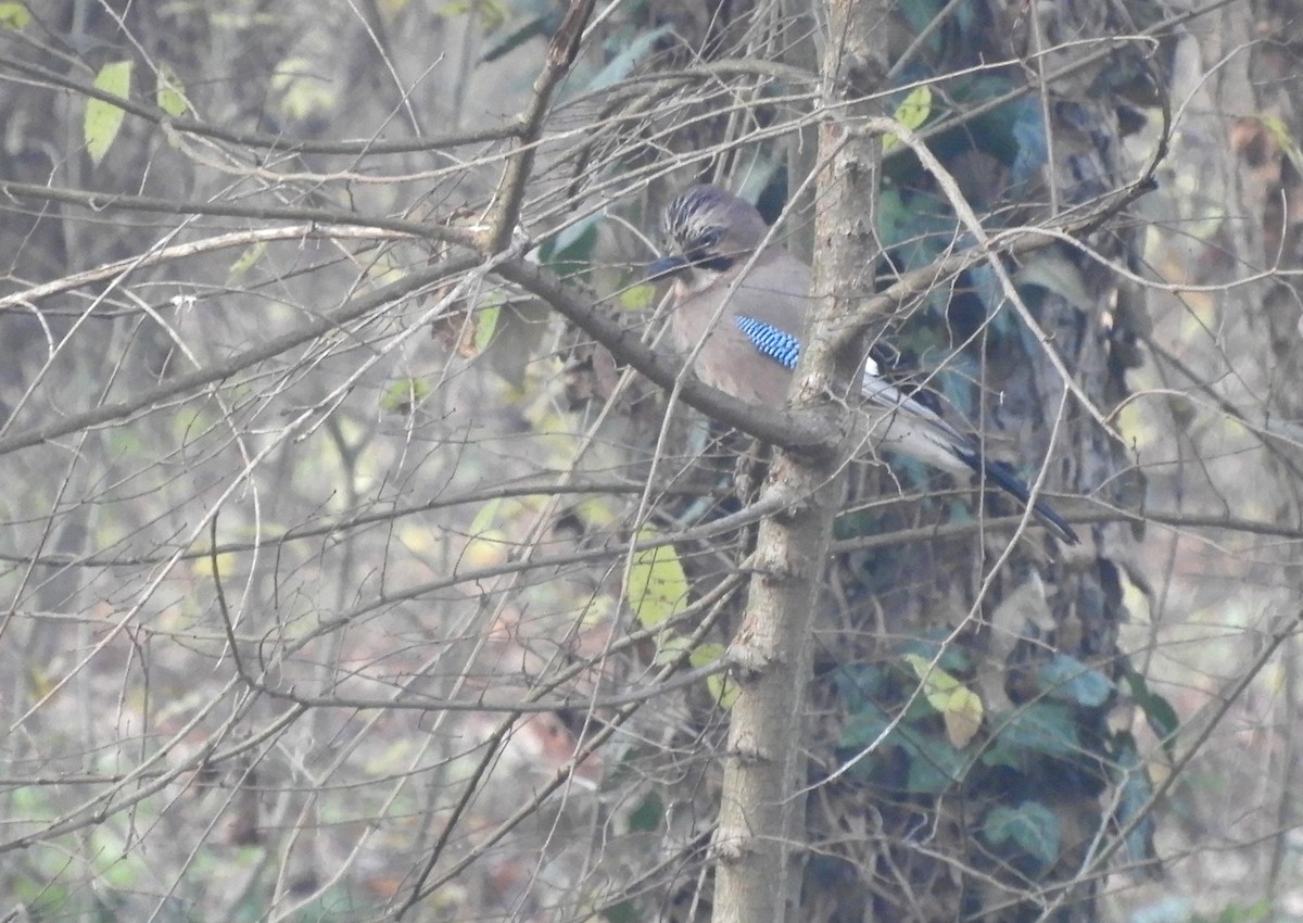 Eurasian Jay - ML646635401