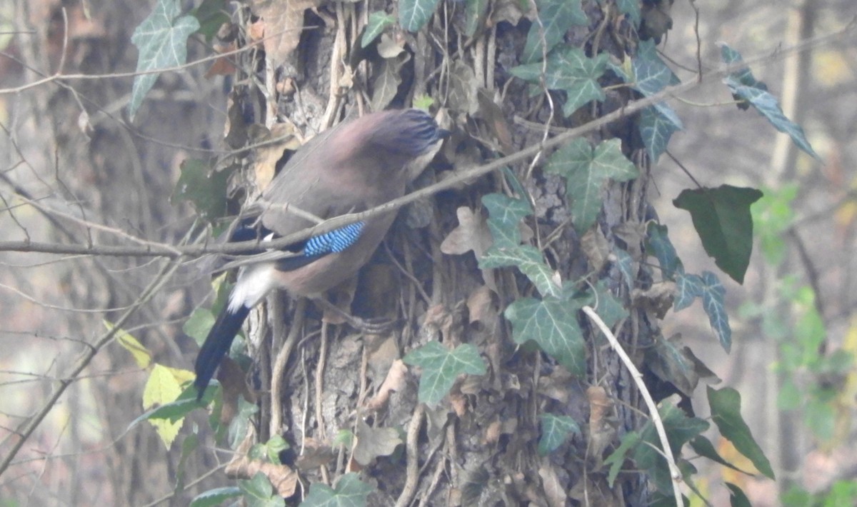 Eurasian Jay - ML646635402