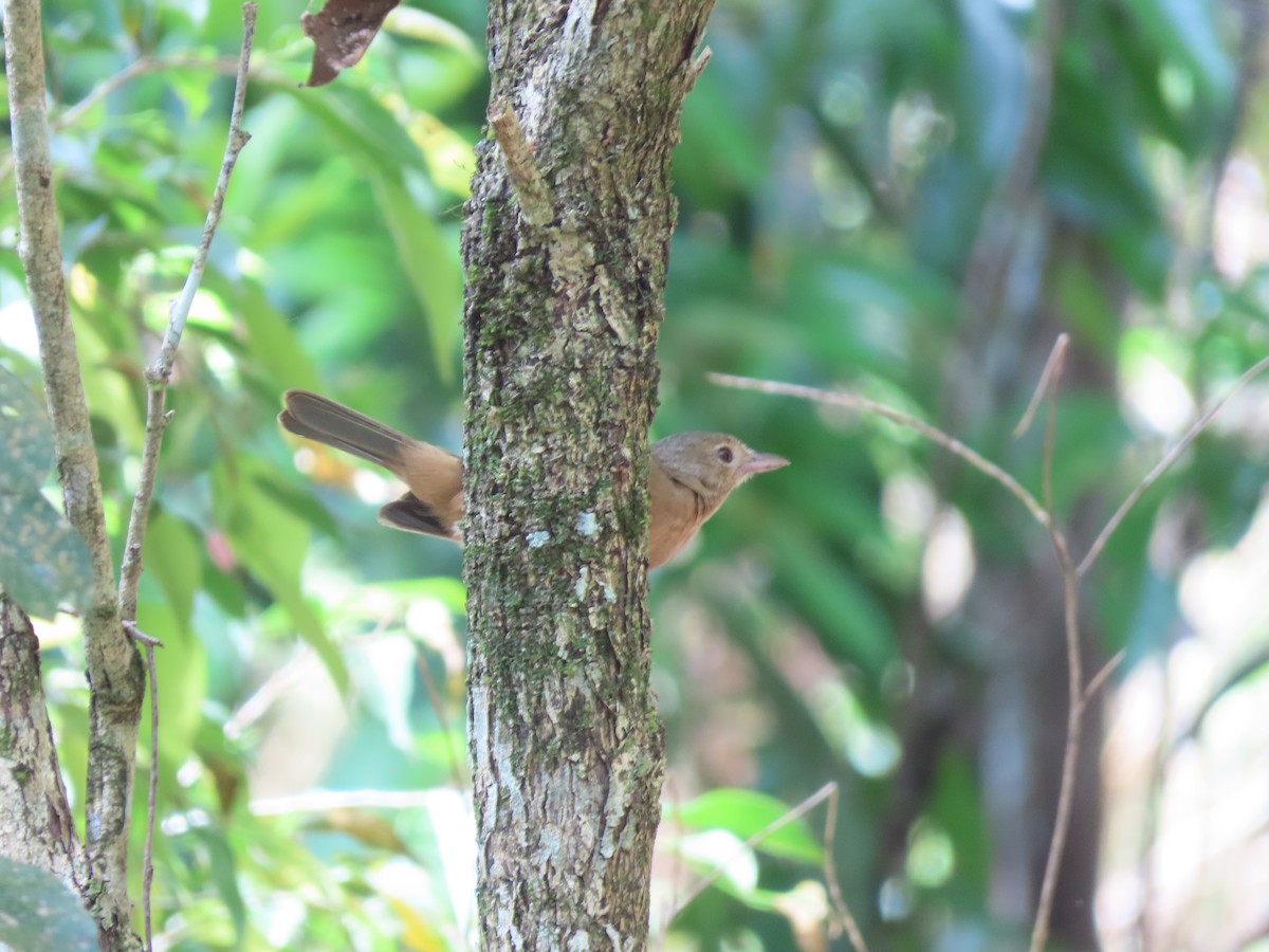Little Shrikethrush - ML646635403
