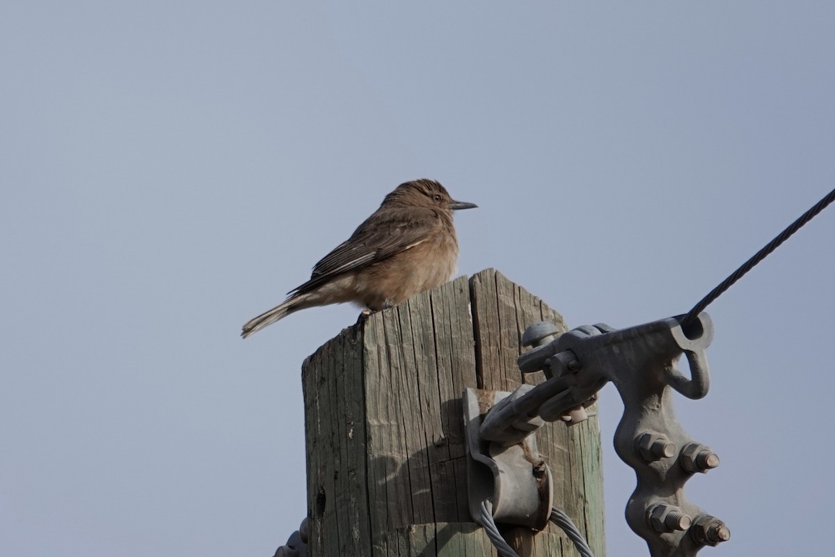 Black-billed Shrike-Tyrant - ML646635404