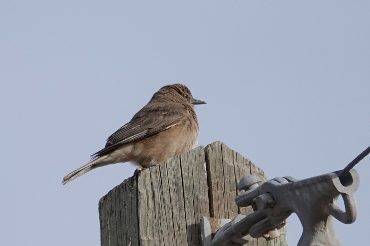 Black-billed Shrike-Tyrant - ML646635405