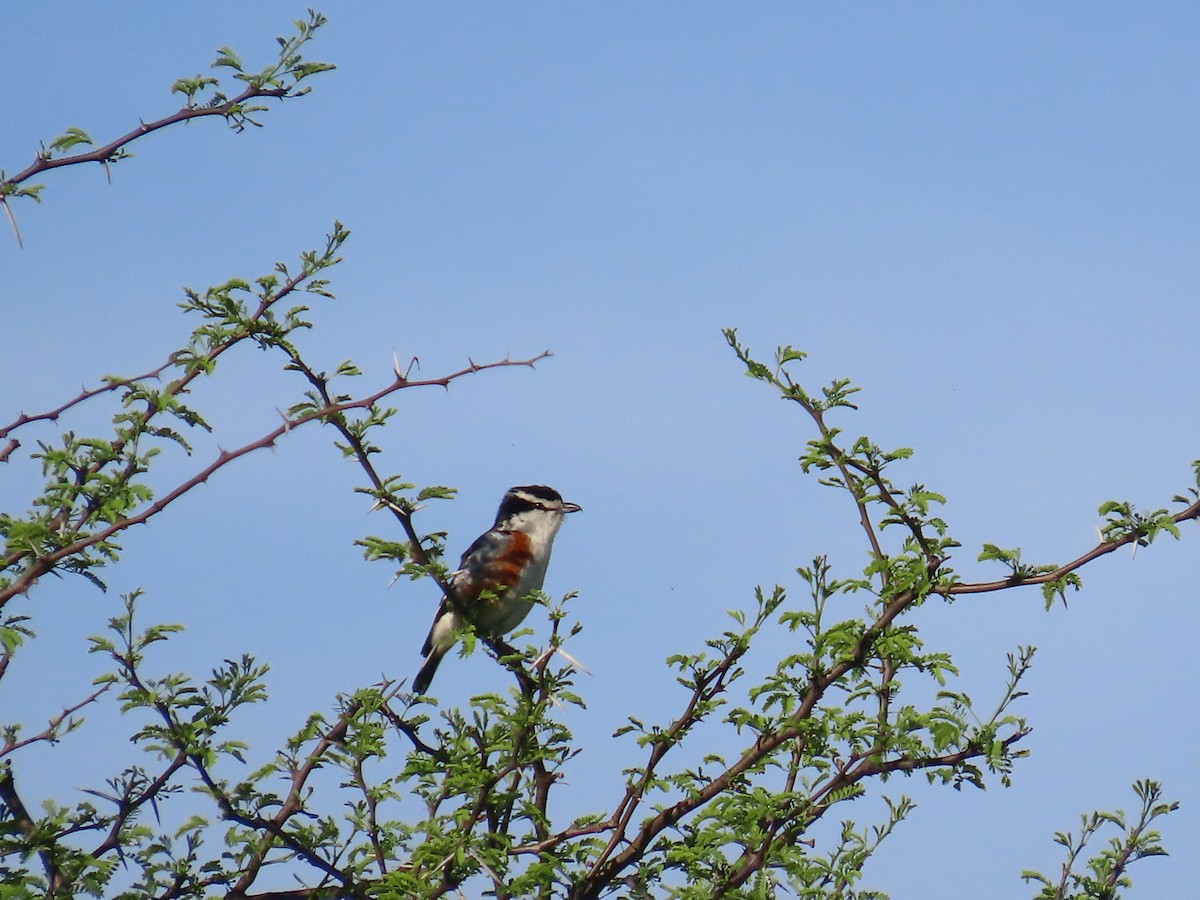 Brubru - ML646635422