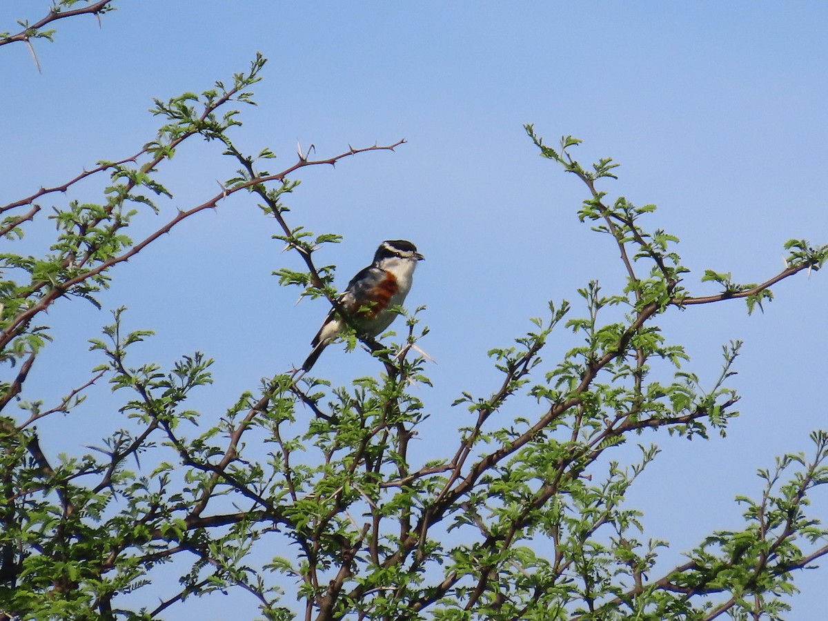 Brubru - ML646635423