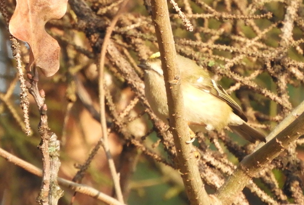 Goldcrest - ML646635424