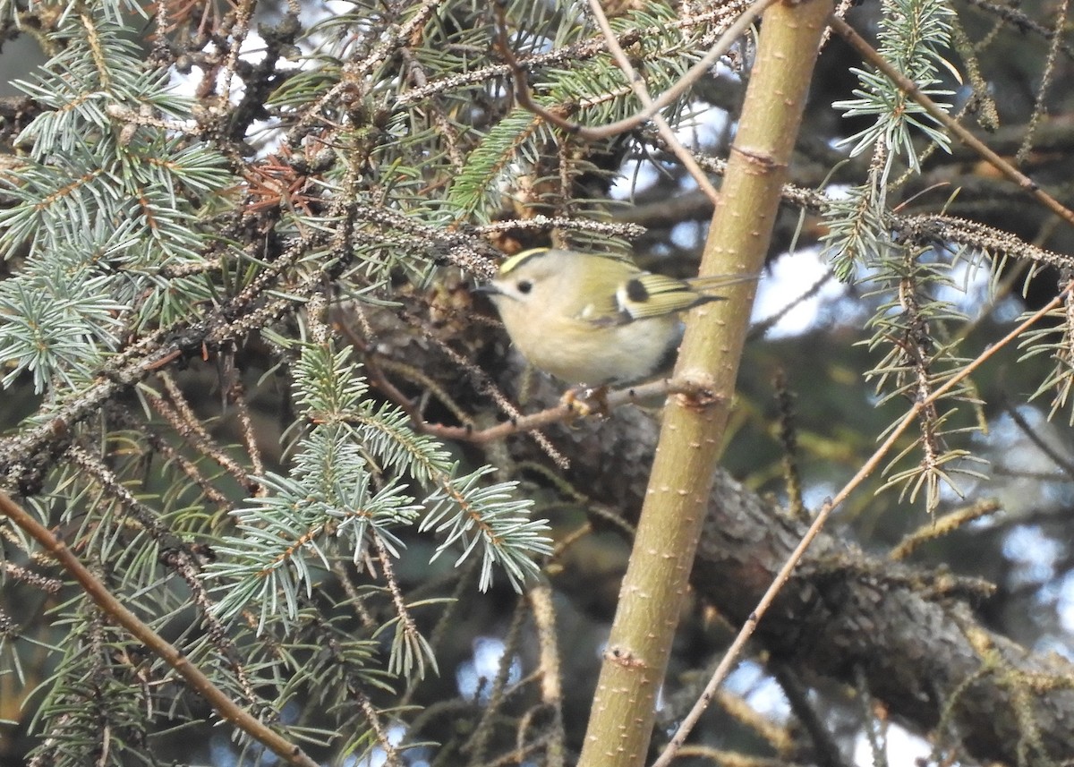 Goldcrest - ML646635425