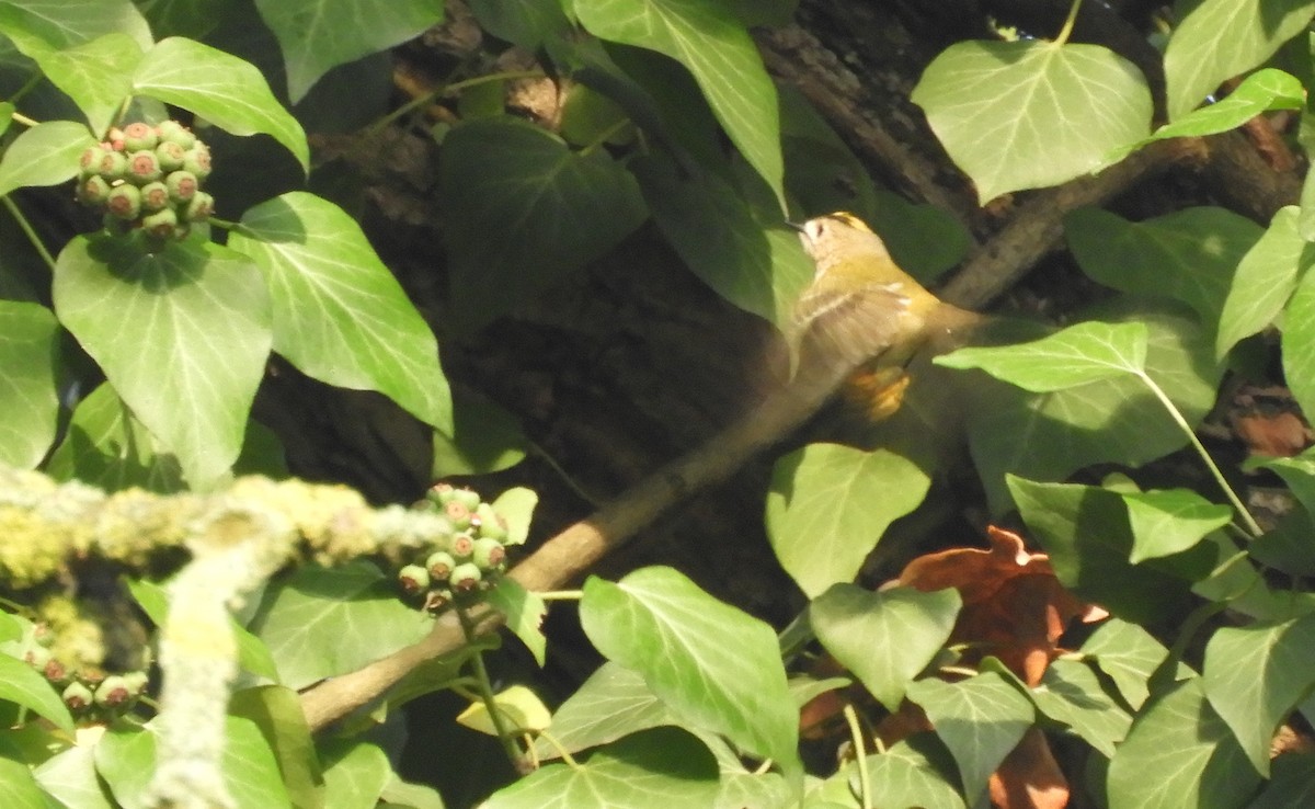 Goldcrest - ML646635426