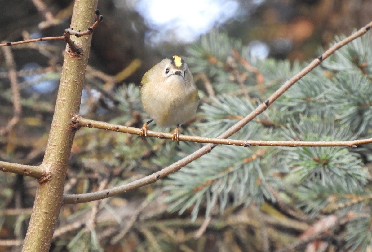 Goldcrest - ML646635427