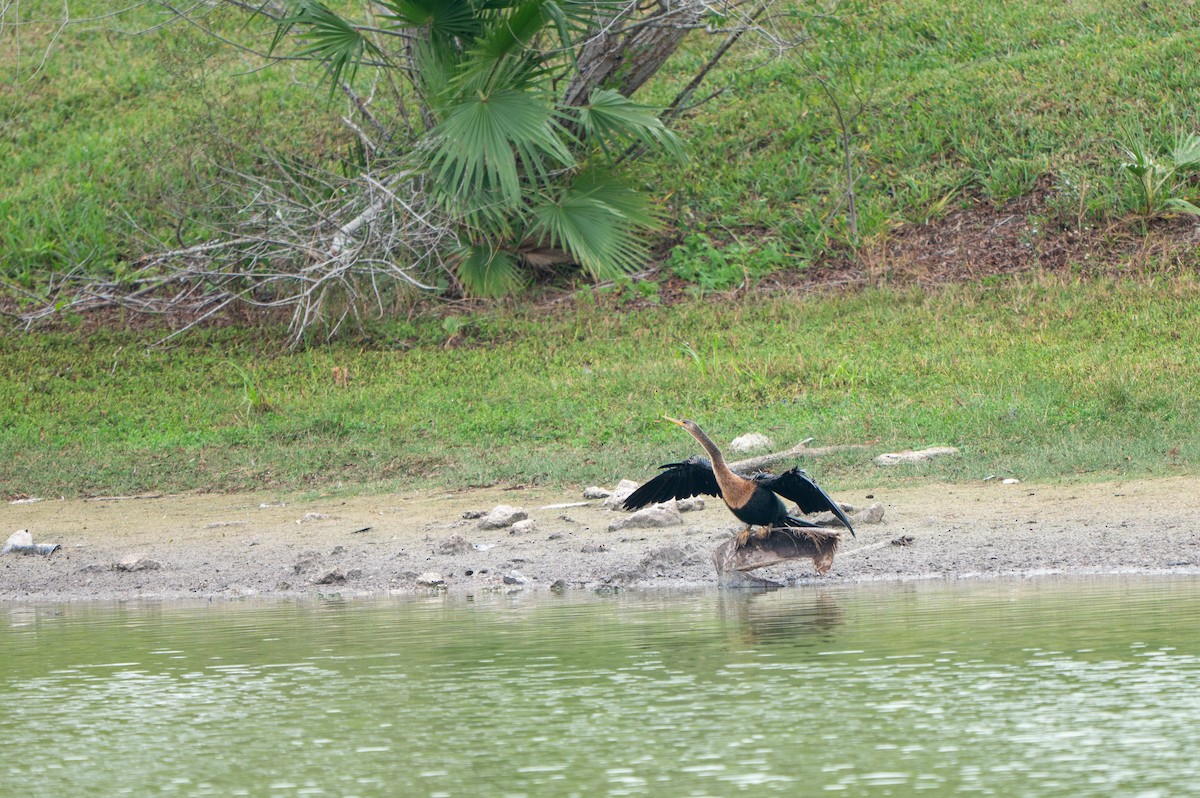 Amerika-Schlangenhalsvogel - ML646635428
