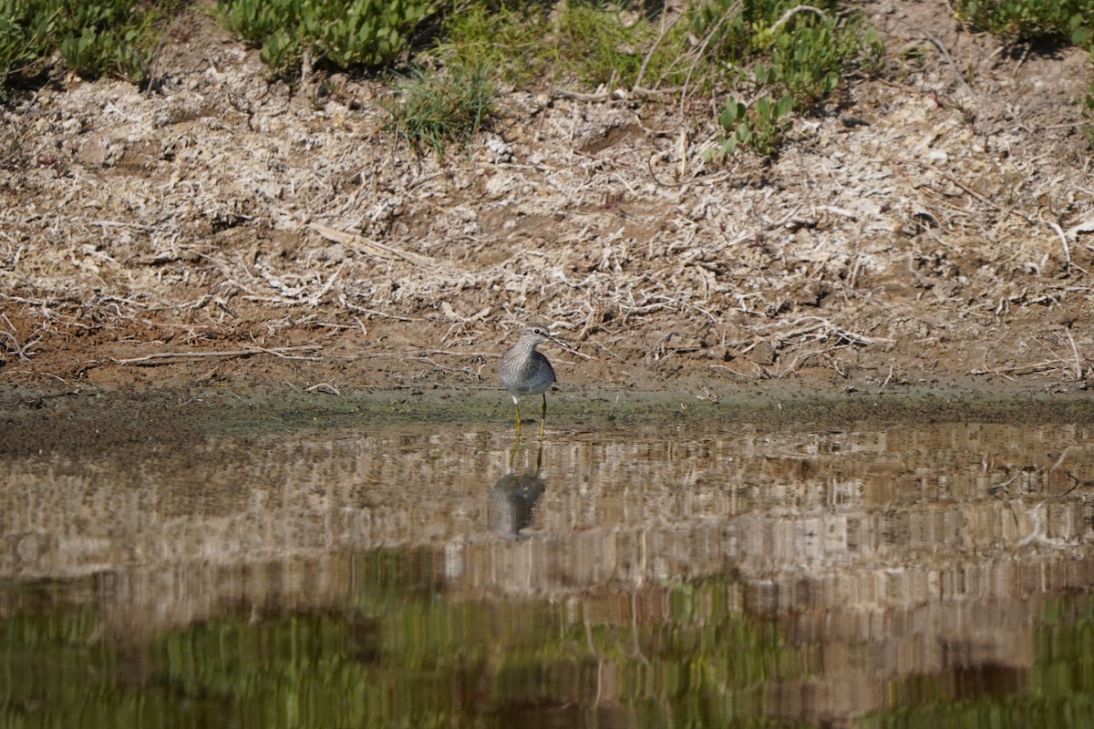 vodouš bahenní - ML646635429