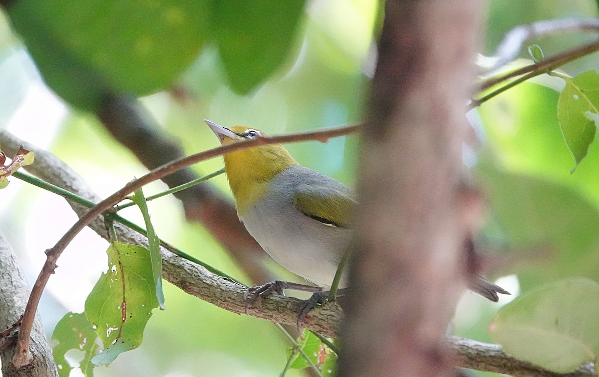 Silvereye - ML646635431