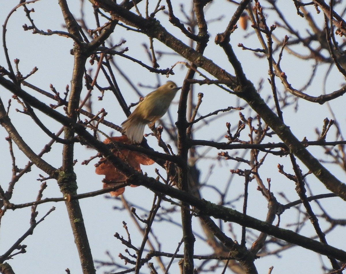 Goldcrest - ML646635433