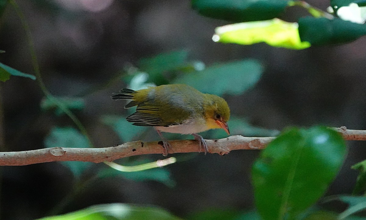 Silvereye - ML646635438