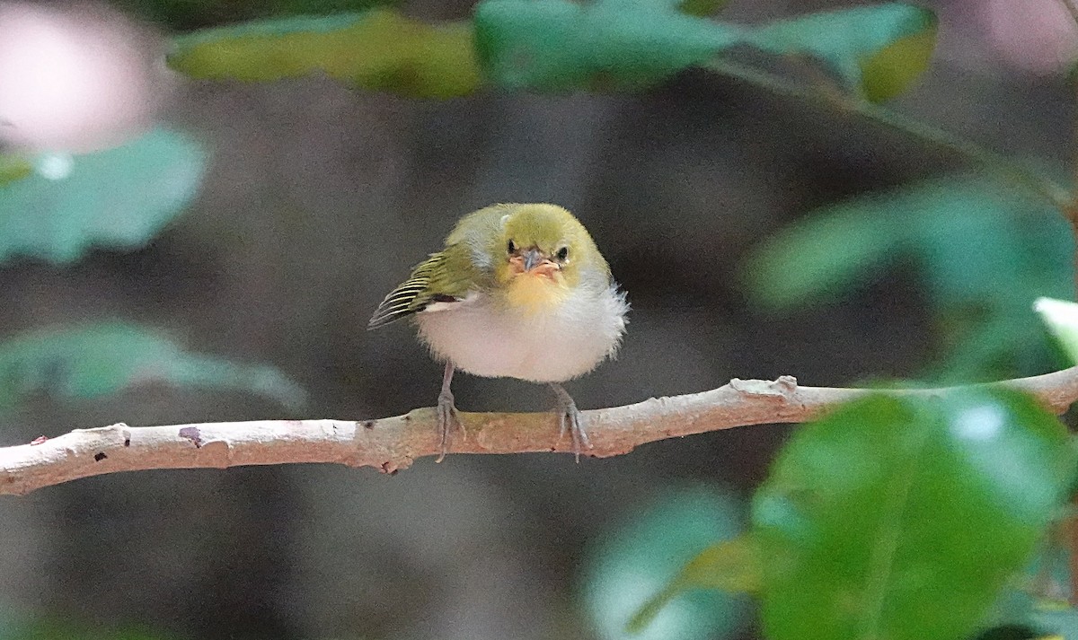 Silvereye - ML646635439