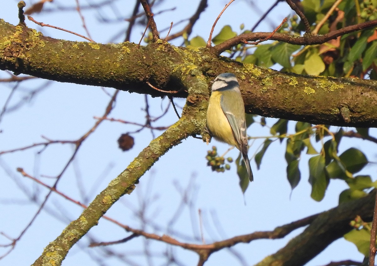 Eurasian Blue Tit - ML646635440