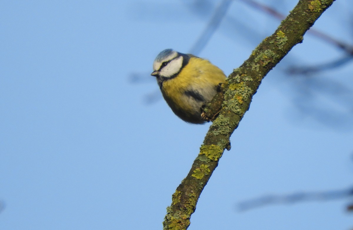 Eurasian Blue Tit - ML646635441