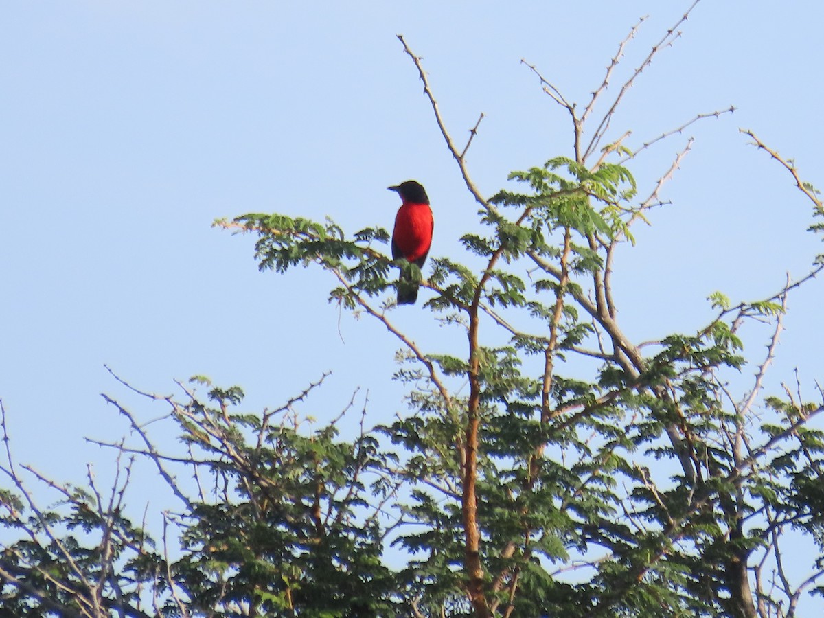 Crimson-breasted Gonolek - ML646635443