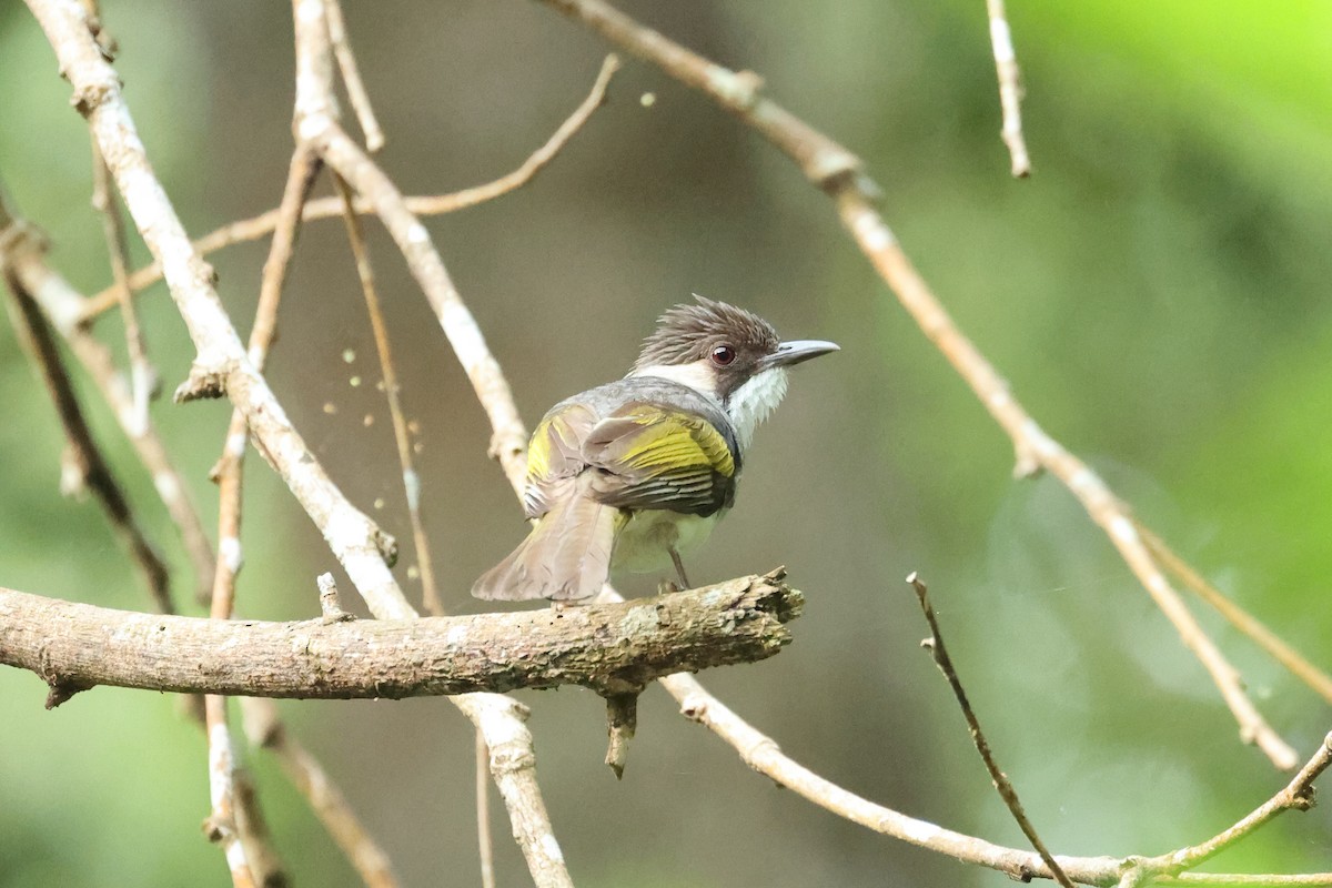 Ashy Bulbul - ML646635444