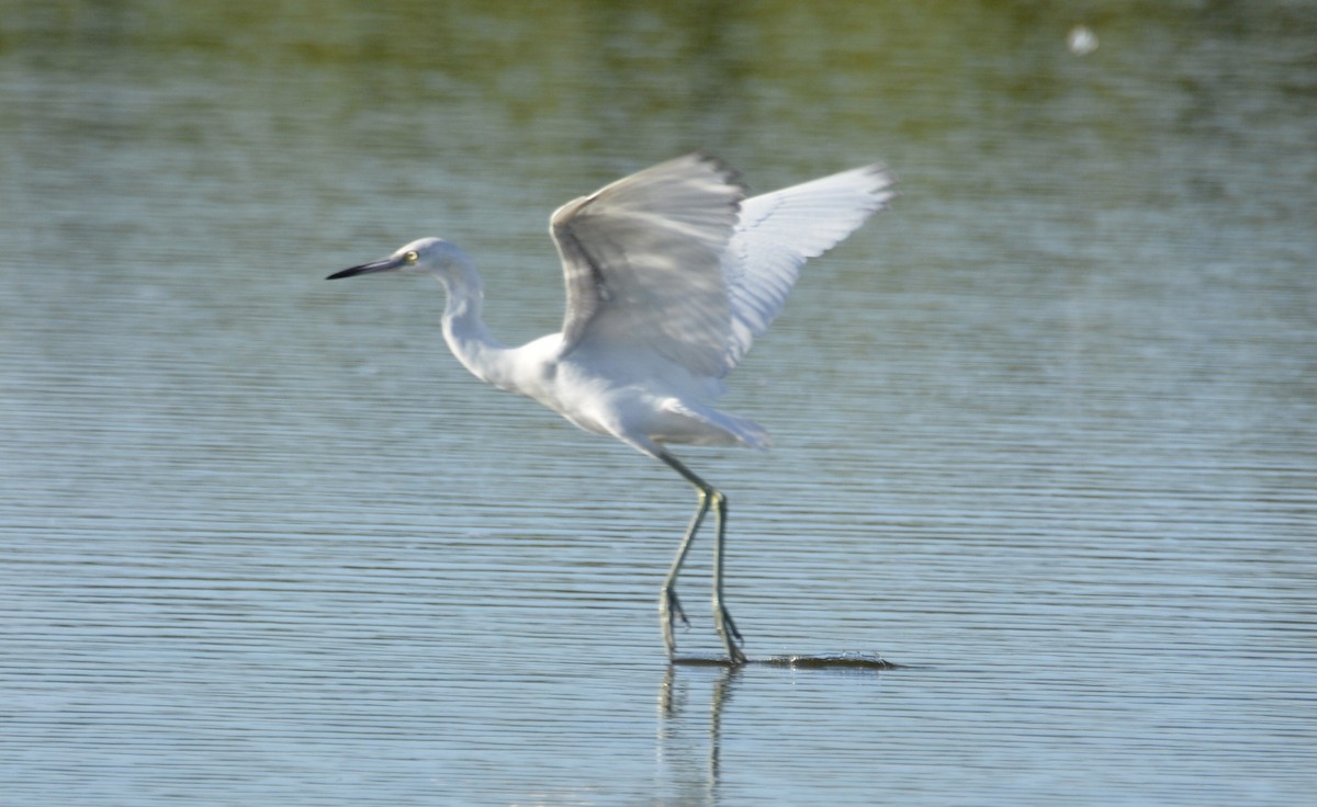 Little Blue Heron - ML646635445